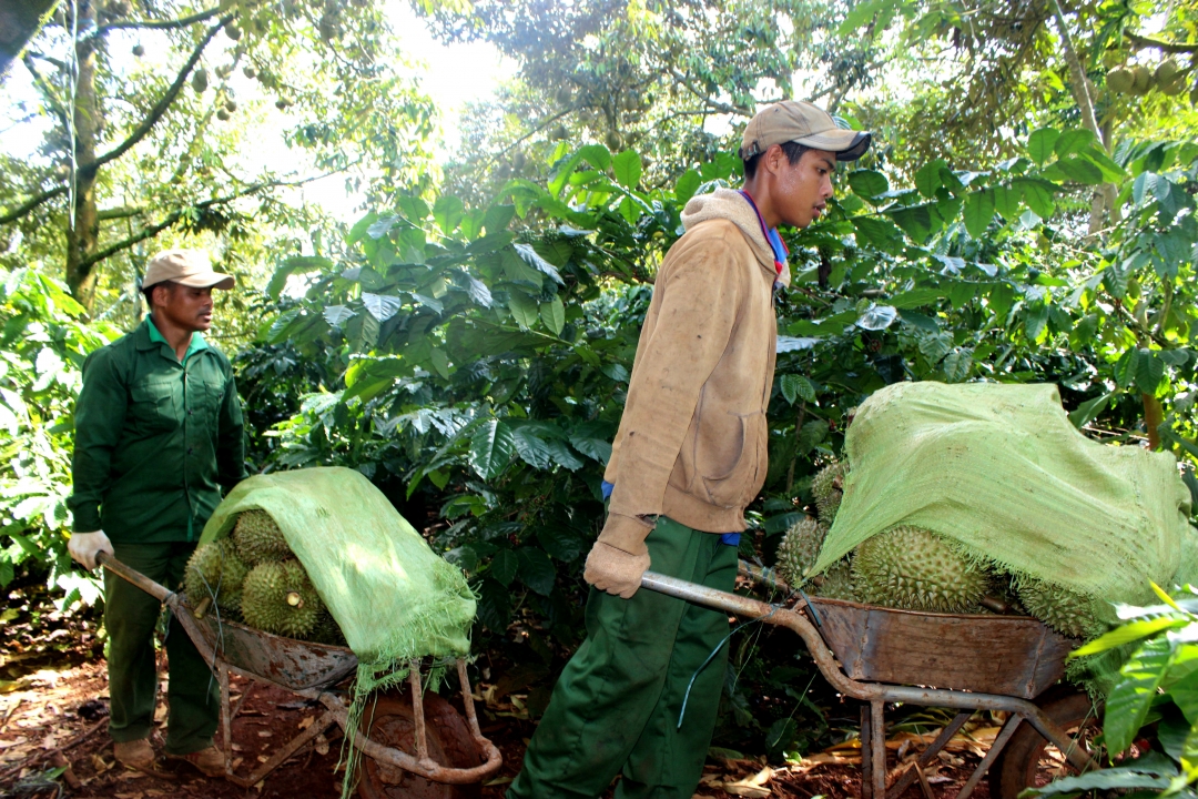 aaaa