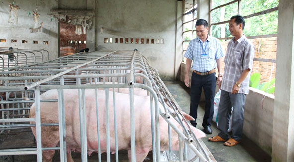 Trạm Chăn nuôi và Thú y TP. Buôn Ma Thuột kiểm tra tình hình chăn nuôi ở các trang trại heo trên địa bàn.