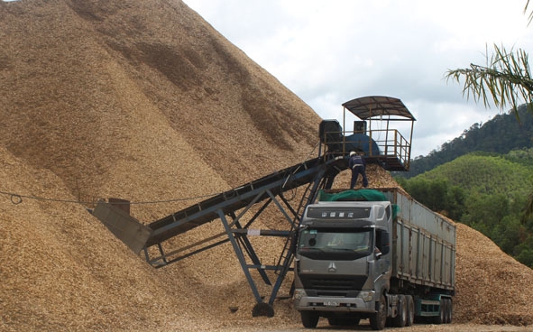 Xe đang bốc dăm gỗ tại Nhà máy dăm gỗ Hợp tác xã Tiến Nam để đưa đi tiêu thụ. 