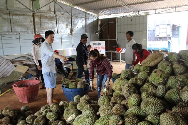 Một điểm thu mua sầu riêng ở xã Ea Yông