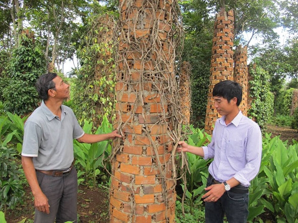 Một vườn tiêu bị chết trắng ở thôn 6, xã Xuân Phú. 