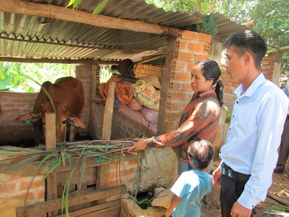 Chị H’Neo Niê chăm sóc bò được Ủy ban MTTQ Việt Nam huyện Ea Kar hỗ trợ. 