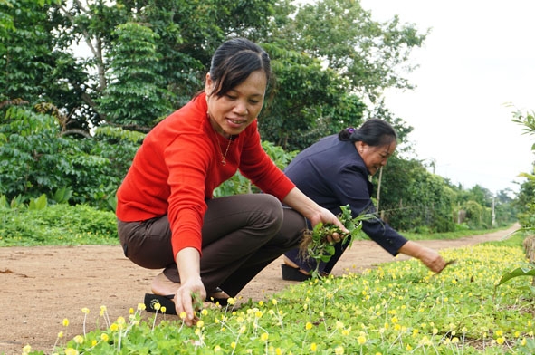 Mô hình con đường hoa của Hội LHPN xã Hòa Đông. 