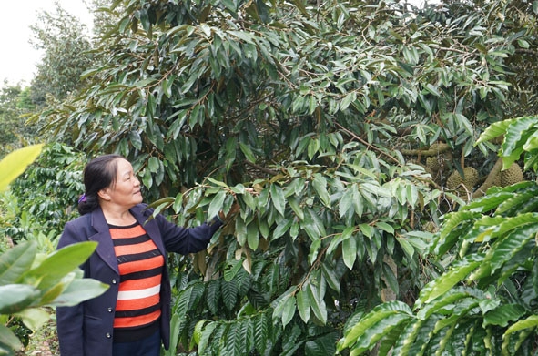 Mô hình cà phê xen sầu riêng mang lại hiệu quả kinh tế cao cho hội viên phụ nữ xã Hòa Đông.