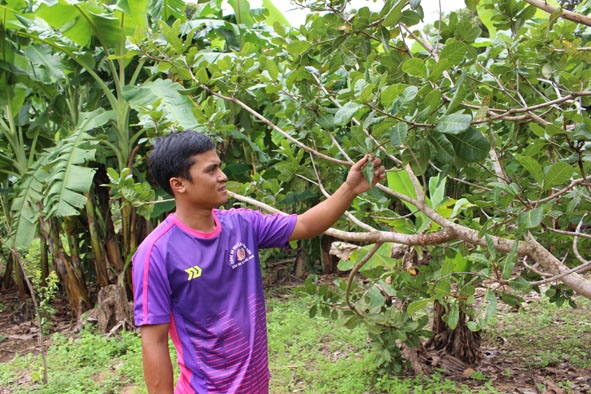 Phó Bí thư Chi bộ buôn Đôn Y Mung Kđoh luôn tiên phong trong phát triển kinh tế. 