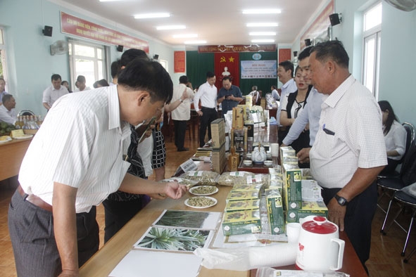 Doanh nghiệp tỉnh Vĩnh Long tìm hiểu về sản phẩm trà thảo dược của tỉnh Đắk Lắk.  