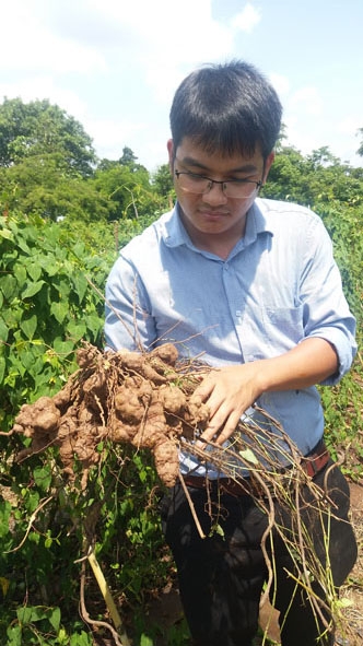 Cây hà thủ ô trồng khảo nghiệm ở xã Ea Nuôl, huyện Buôn Đôn đạt năng suất, chất lượng cao. 