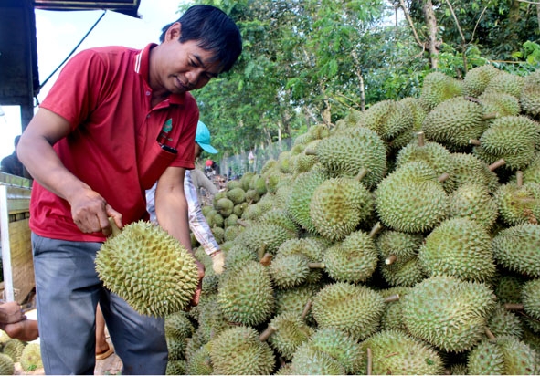 Ông Y Mdoi thu hoạch sầu riêng.  