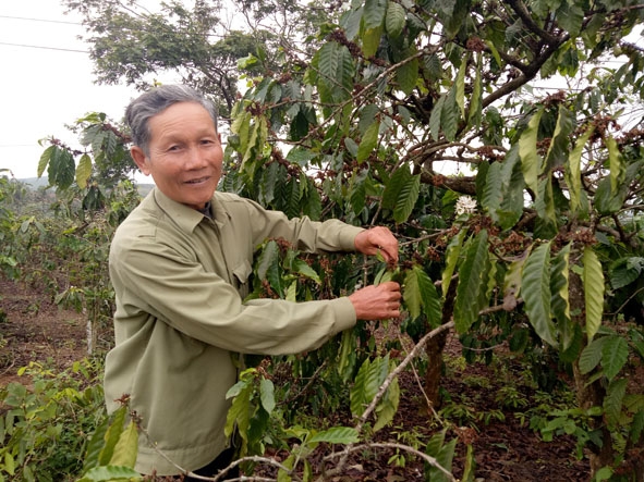 Ông Đào Ngọc Chiên (thôn 17, xã Ea Riêng) luôn đi đầu trong phong trào người cao tuổi tham gia lao động sản xuất ở địa phương. 