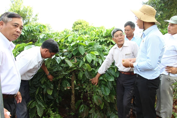 Nông dân các tỉnh Tây Nguyên tham quan mô hình cà phê kinh doanh tại Viện Khoa học Kỹ thuật Nông lâm nghiệp Tây Nguyên.  Ảnh: T. Hường