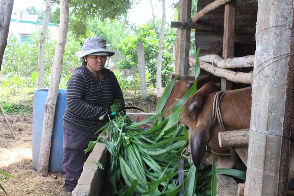 Mô hình nuôi bò vỗ béo của thành viên Tổ hợp tác chăn nuôi Hữu Lợi (xã Hòa An, huyện Krông Pắc). 