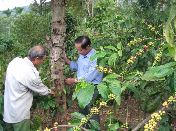 Cán bộ nông nghiệp xã Hòa Sơn (phải) kiểm tra tình trạng sầu riêng chết  trong vườn của gia đình bà Huỳnh Thị Hồng (thôn 6). 