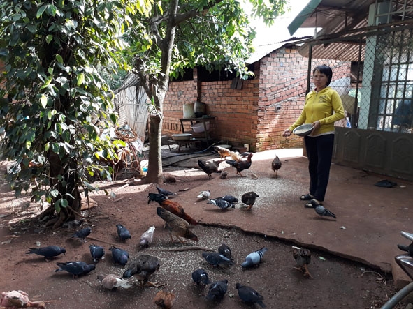 Chị Nguyễn Thị Hà chăm sóc đàn gia cầm.