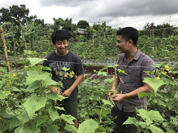 Nguyễn Phước Thiện (bên phải), Giám đốc Công ty TNHH Nico Nico Yasai đang trao đổi kinh nghiệm trồng rau hữu cơ với một cộng sự người Nhật.  
