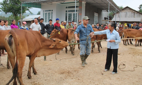 Hỗ trợ bò cho các hộ nghèo ở xã Dur Kmăl, huyện Krông Ana.   
