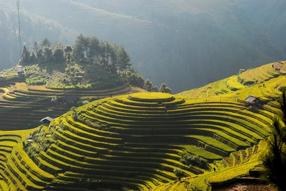 Một khung cảnh bình yên tràn đầy sức sống với những thửa ruộng bậc thang xứ sở Tây Bắc.  