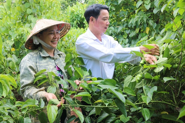 Cán bộ nông nghiệp (bìa phải) thăm vườn sachi của gia đình bà Nguyễn Thị Hậu (thôn Ea Cung, xã Cư Huê, huyện Ea Kar).  