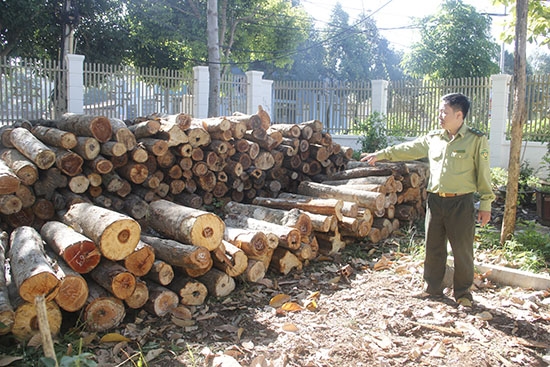 Toàn bộ gố tang vật đã được vận chuyển về và tạm giữ tại Hạt Kiểm lâm huyện Cư M'gar