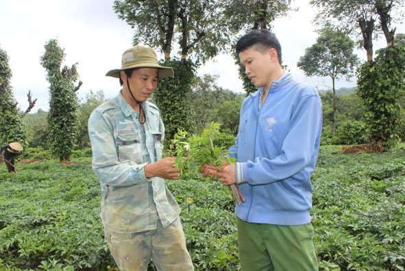 Anh Phương (bên trái) cùng anh Hoàng bàn cách tỉa bớt lá sâu già cho vườn sâm. 