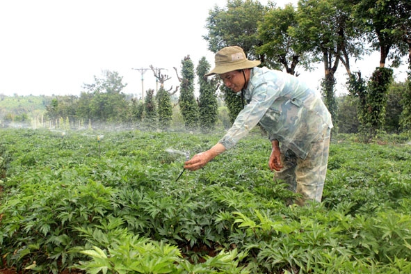  Hệ thống phun sương tự động giúp vườn đương quy luôn ẩm mát. 