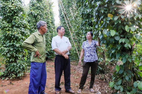 Cựu thanh niên xung phong Đỗ Thị Thúy ở xã Ea Bhốk (huyện Cư Kuin) chia sẻ kinh nghiệm trồng tiêu của gia đình.