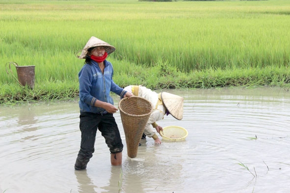 Chị H’Tít Long Đing đã hơn 5 năm theo nghề mò hến, bắt ốc. 