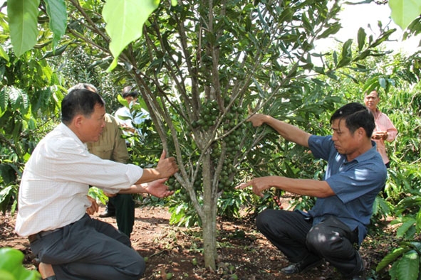 Vườn cây mắc ca của HTX Nông nghiệp mắc ca Tân Định (huyện Krông Năng). 