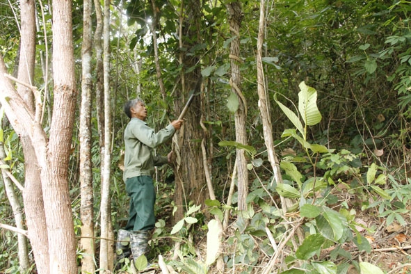 Ông Nguyễn Văn Kỳ phát quang khu vực rừng do gia đình quản lý.    