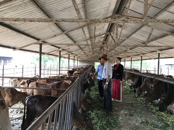 Cán bộ Ngân hàng NN-PTNT Chi nhánh Bắc Đăk Lăk  kiểm tra  hiệu quả  vốn vay tại Công ty TNHH MTV  Cà phê  Ea Pốk. 