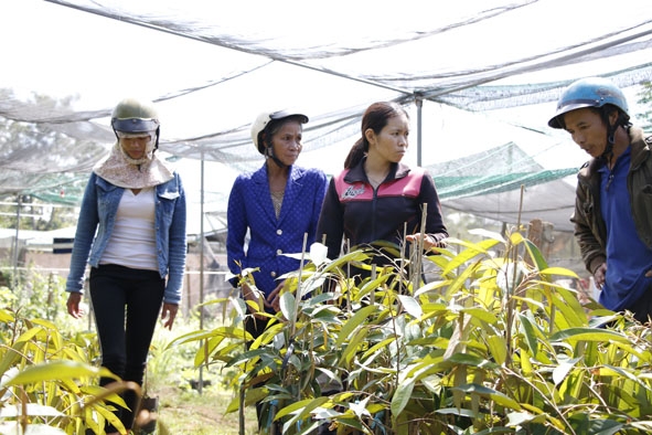 Chị Phạm Thị Phúc ở thôn 2, xã Tân Lập (thứ hai từ phải sang) với mô hình kinh doanh giống cây trồng. 