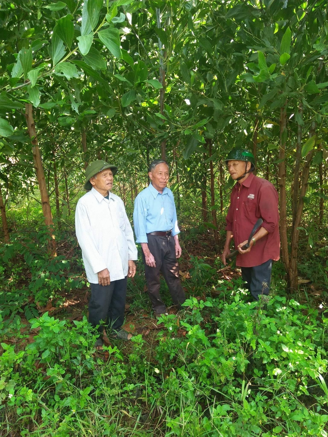 Ông Ngũ Văn Lam (giữa), Chủ tịch Hội NCT xã Ea Hmlay và các hội viên chăm sóc vườn keo của Hội.