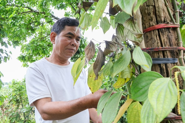 Ông Rchăm Gơih ở buôn Drai Đút, xã Dlei Yang (huyện Ea H'leo) lo lắng khi cây tiêu của gia đình bị bệnh chết nhanh, chết chậm. 