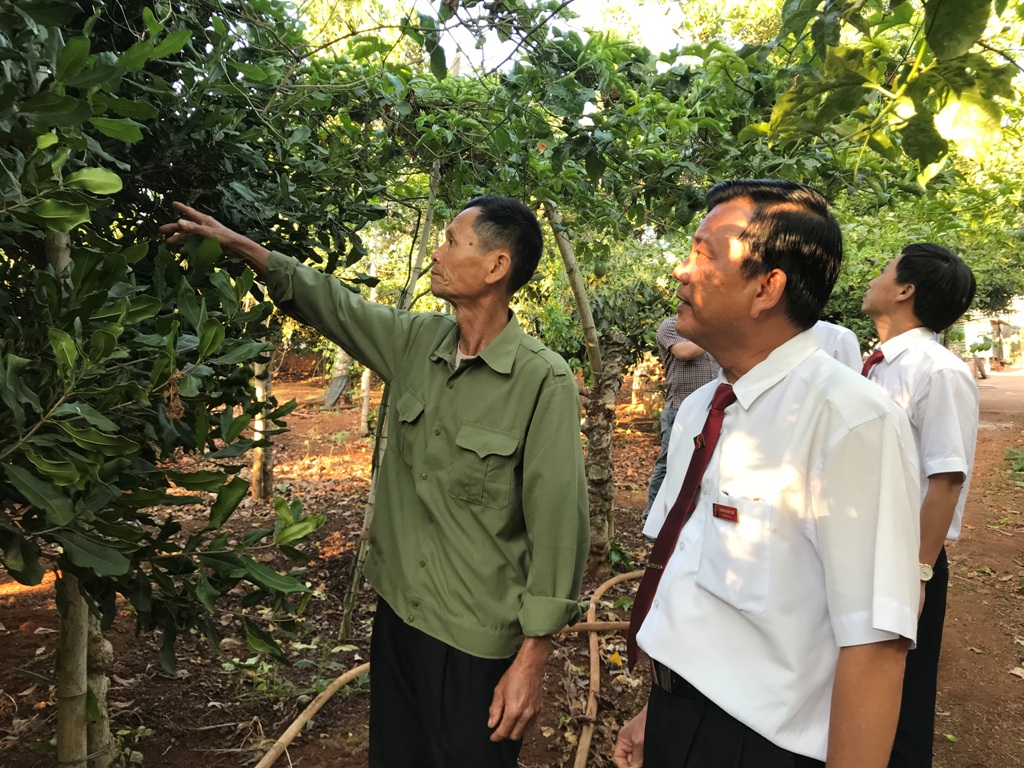 Cán bộ Agribank Chi nhánh Ea Toh (Agribank Bắc Đăk Lăk) kiểm tra hiệu quả vốn vay tại một mô hình trồng cây lâu năm trên địa bàn huyện Krông Năng