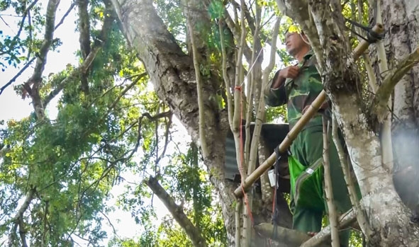 Nhiều hộ dân ở xã Ea Tam (huyện Krông Năng) phải lập chòi canh trên cây cao để canh phòng trộm. 