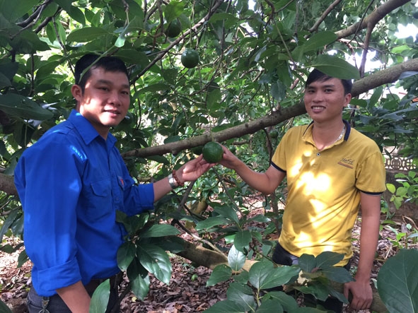 Anh Nguyễn Chí Lộc (bên phải) trong vườn bơ của gia đình.