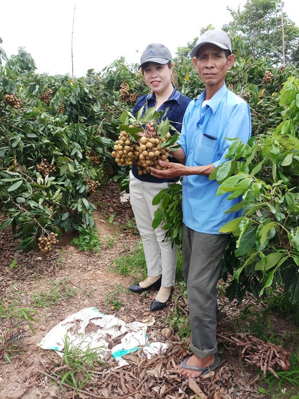 Ông Nguyễn Thành Dương giới thiệu vườn nhãn với khách tham quan.