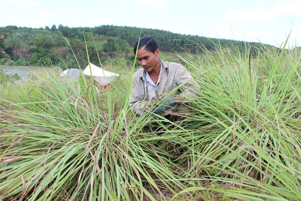 Cây sả phát triển tốt trên đất khô cằn.