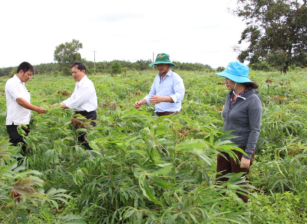 Cán bộ Chi cục Trồng trọt và Bảo vệ thực vật (Sở NN-PTNT) kiểm tra vườn sắn nghi bị bệnh khảm lá tại xã Ea Sol, huyện Ea H'leo