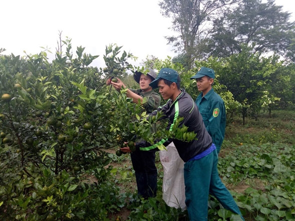 Mô hình trồng cây có múi tại gia đình anh Ma Seo Thành, thôn 9, xã Cư San.