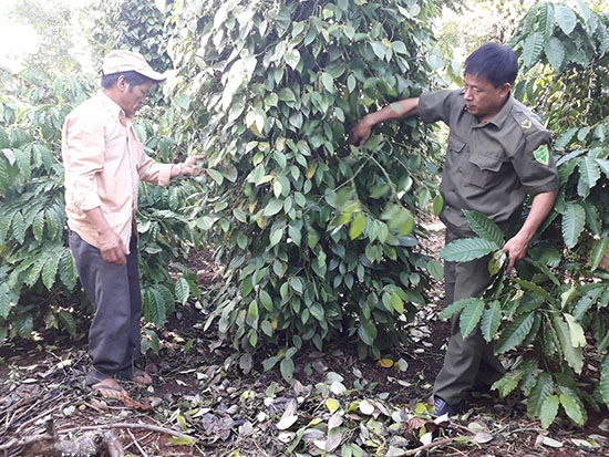 Trụ tiêu của gia đình ông Nguyễn Văn Cường bỗng dựng héo, rụng lá nghi do bị 