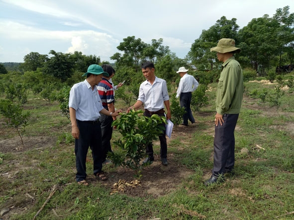 Cán bộ Phòng NN-PTNT huyện M’Đrắk kiểm tra chất lượng các vườn cây lâu năm tại xã Cư Prao. 