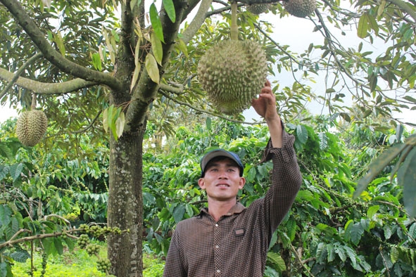 Anh Nguyễn Văn Châu với mô hình đa cây trong vườn nhà. 