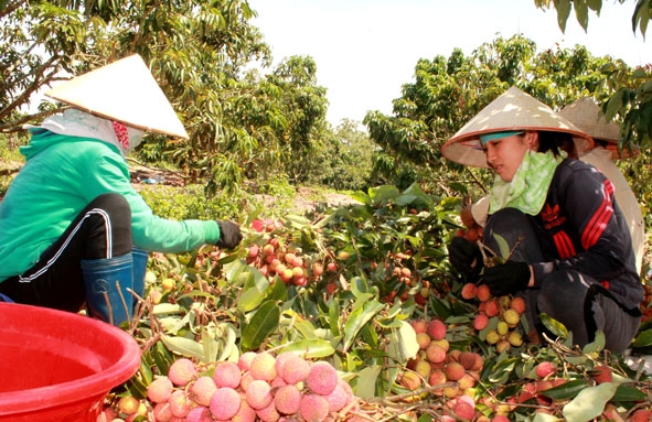 Nông dân xã Ea Tyh (huyện Ea Kar) thu hoạch vải.