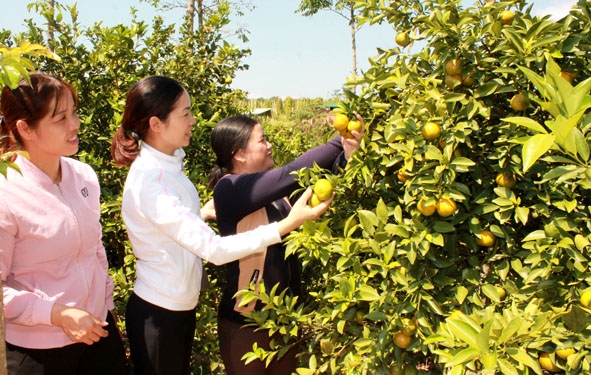 Mô hình phát triển cây ăn trái trên địa bàn xã Ea Ô (huyện Ea Kar).    