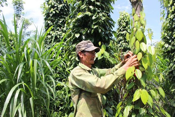 Nhờ tích cực vận động, hỗ trợ vốn mà  người dân xã Băng Adrênh  đã mạnh dạn  chuyển đổi  cơ cấu  cây trồng.   