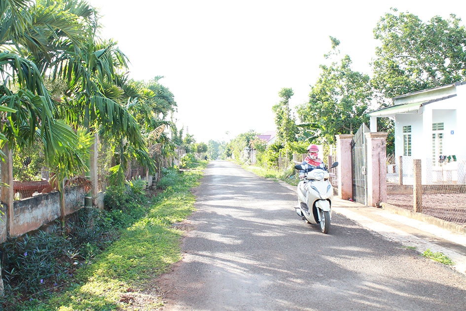 Cây cau và cỏ lạc được trồng dọc tuyến đường thôn 7 (xã Hòa Thuận, TP. Buôn Ma Thuột).