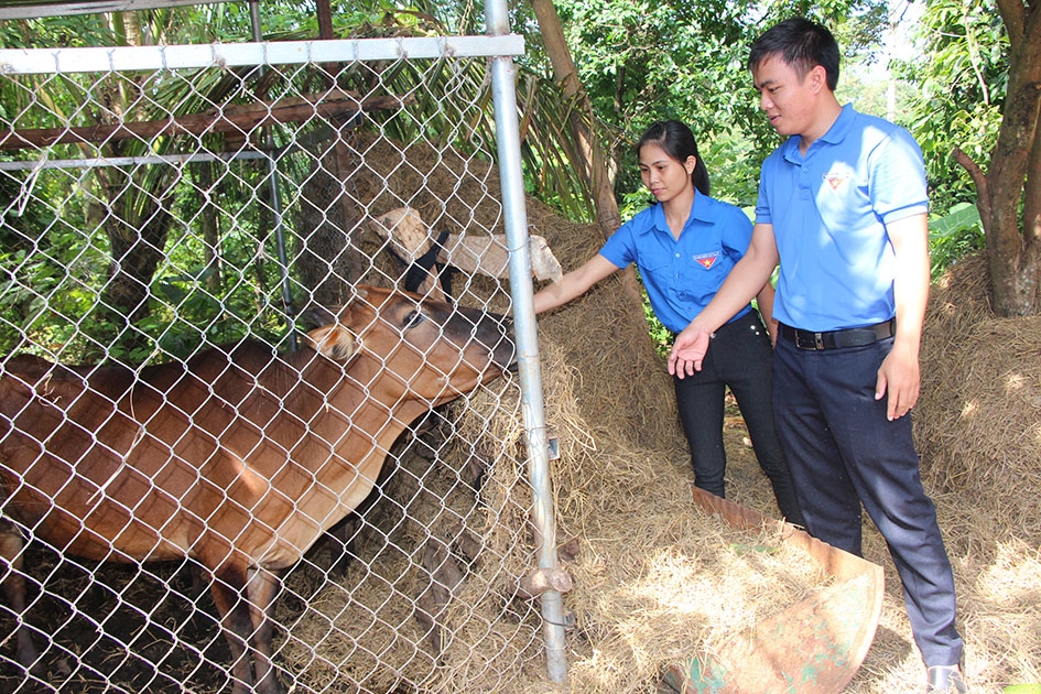 Cặp bò sinh sản Đoàn xã Ea Ktur tặng gia đình chị H'Nghoe Knul từ sự đóng góp của đoàn viên thanh niên.