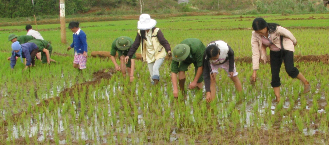 Sản xuất lúa nước ở buôn Đrang Phốk (xã Krông Na, huyện Buôn Đôn). (nguồn internet)