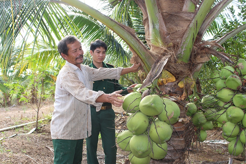 Mô hình trồng dừa xiêm lùn của gia đình ông Ba Điều.  