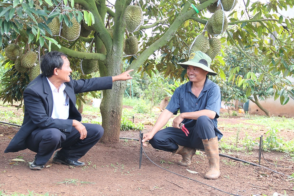 Cán bộ khuyến nông huyện Krông Năng trao đổi với anh Phan Gia Phương về hệ thống tưới tiết kiệm nước cho cây sầu riêng.